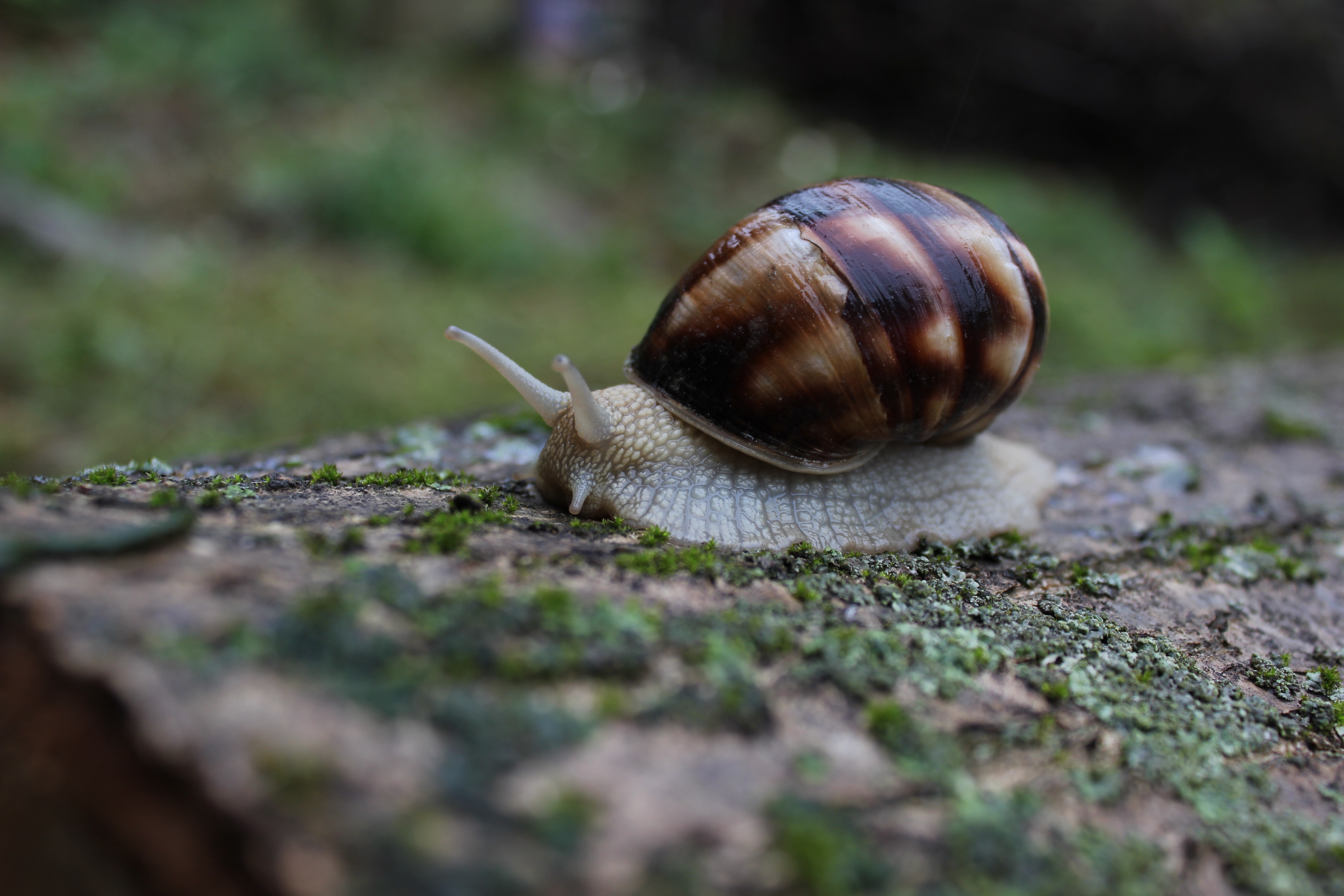 slow snail